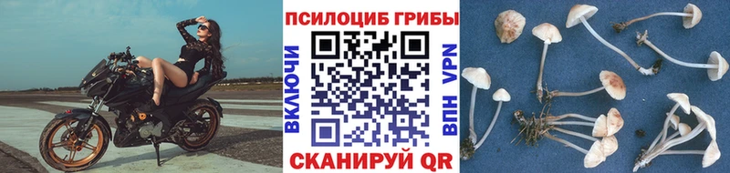 Псилоцибиновые грибы Cubensis Будённовск